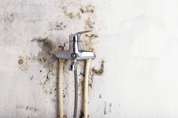 Trusted Ross, CA Mold Remediation Experts