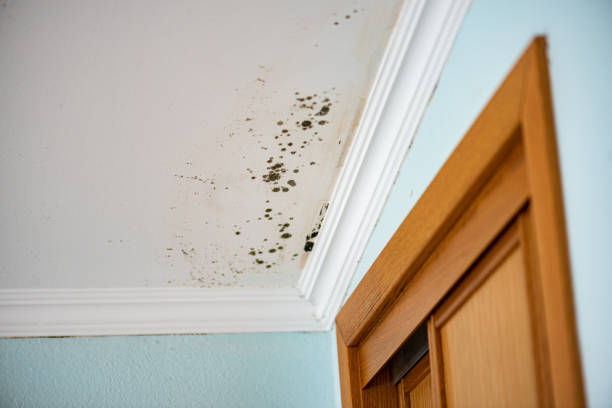 Best Kitchen Mold Remediation in Ross, CA