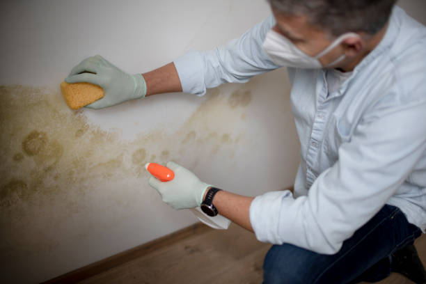 Best Basement Mold Remediation in Ross, CA