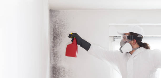 Best HVAC Mold Remediation in Ross, CA