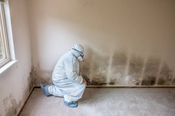 Best Bathroom Mold Remediation in Ross, CA