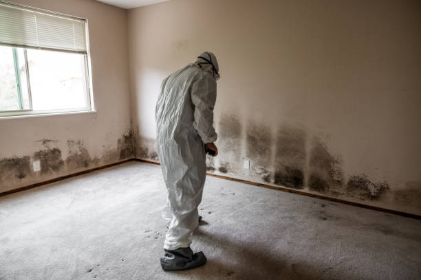 Best Post-Flood Mold Remediation in Ross, CA