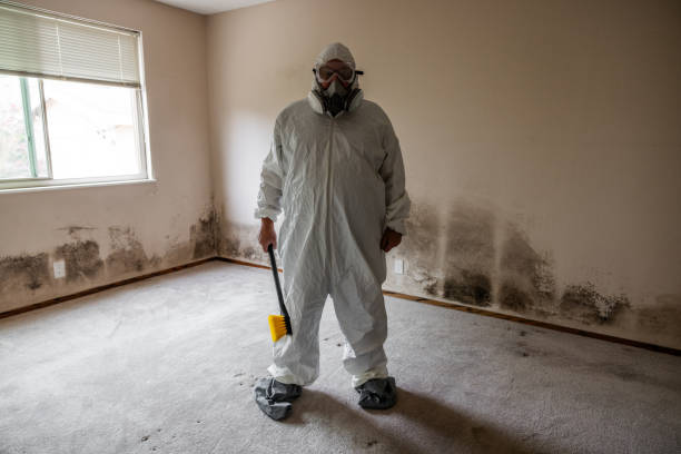 Best Emergency Mold Remediation in Ross, CA