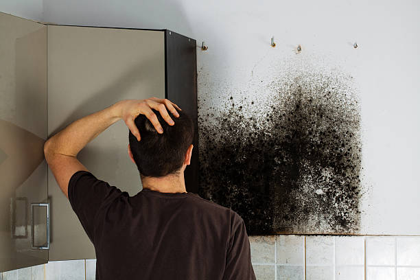 Best Bathroom Mold Remediation in Ross, CA
