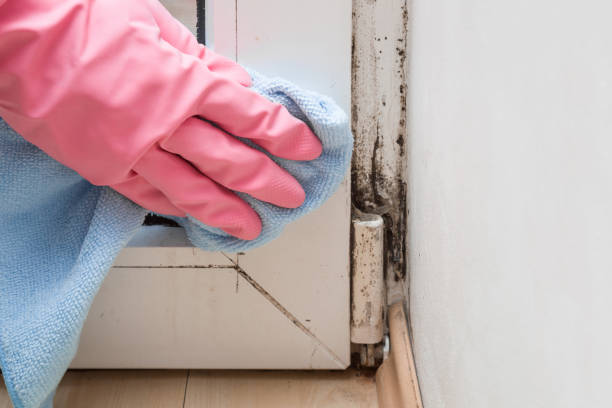 Best Crawl Space Mold Remediation in Ross, CA