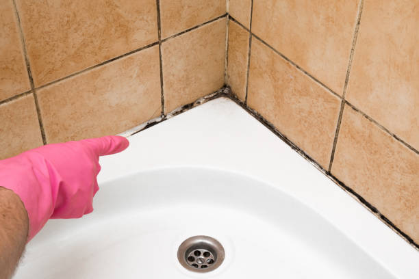 Best White Mold Remediation in Ross, CA