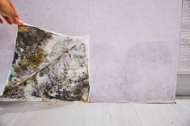 Best Mold Testing and Inspection Services in Ross, CA